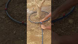 Expert Gardener Shares Amazing Drip Irrigation Hack