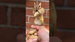 #squirel #peanut #ytfeed #viral #funny #ytshorts #animals #adorable #comedy #love4kstatus #whatsapp