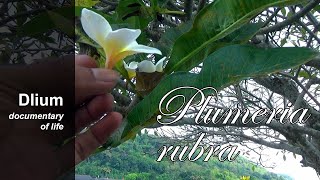 Frangipani (Plumeria rubra) - part 1