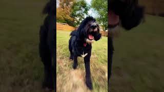 Only good mornings here at Pet Paradise! ☀️ #GoodMornings #PetParadise #PuppyLove #CutePets #rnb