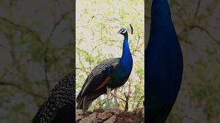 Calm morning vibes 🌿✨ Birds & cats in harmony #RunawayVibes #WildlifeShorts #NatureVibes #village