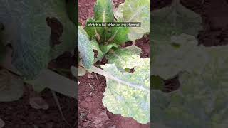 spinach plant affected with powdery mildew #shorts #short  #farminginsouthafrica #startgardening