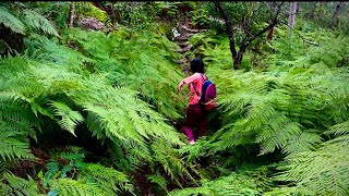 41. Bush walk ASMR near Sydney - Yeramba Lagoon.