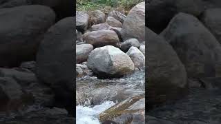 Feel the sound ❤️ #siliguri #picnicspot #riversounds #shorts #northbengal #darjeelingsightseeing
