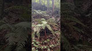 Walk in the forest 🪾🌿🍃#woodlands #forest #waterfalls #calmingsounds #naturesounds