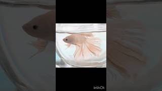 #fighterfish #trendingshorts #pets #visualbliss #colourfulfishes #bettafish #enthusiast #aquarist