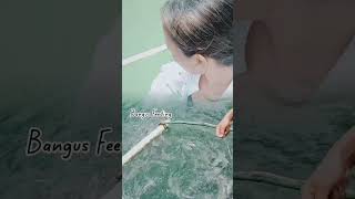 Bangus Feeding 😁📍Punta Villa Farm Beach Resort 📍 Dinagat Islands 🏝️#minivlog #travelvlog