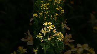 Flower's beauty  #flowers #garden #relaxing