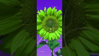 FLOWER COLOR CHANGING STATUS VIDEO, (FULL SCREEN) MTM EDITZZ
