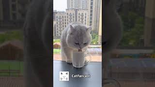 Adorable Kitten Can't Resist Stealing Milk   #catlovers #cat #kittenadventures