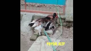 হাস যখন হামলা করে  মুরগিকে🤣@Foysal.Alif550
