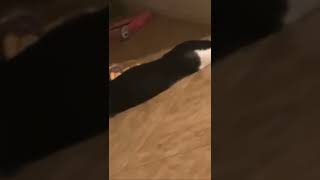 Kitty Meow Meows 3: Meows Are Back Again