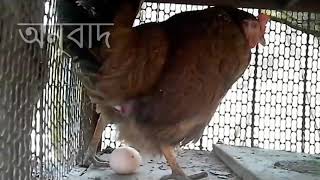 মুরগির ডিম ♪আহ্ মুরগি আহ্