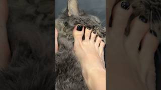 Barefoot ASMR my kitty love this kind of petting💕🦶🏻#pettingcat #asmr #foot #cute #kawaii