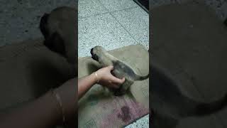 Kombai 15 days old Puppy aggression#shorts