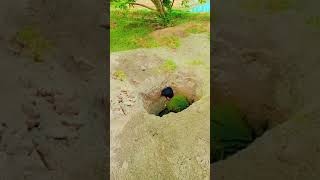 #Villagelife #Village #Mahndisong #viral #shorts #ytshorts #Villagelife #Villageshorts #Villagevideo