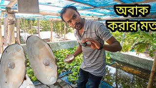 ঝিনুকে মুক্তা চাষ দেখুন কত সুন্দর | ঝিনুক চাষ পদ্ধতি | যশোর | Travel vlog |