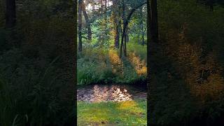 Fun little trip #nature #cinematic #cinema #iphone #creek #camping #fyp #blowthisup