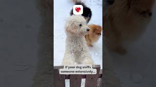Strike a Pose: Dogs and Instagram Fame! 📸🐕