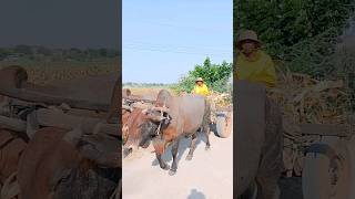 #short#agriculture #satisfying #youngfarmers #farming2024#
