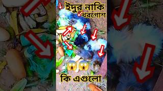 নতুন প্রজাতির খরগোশ সোদি আরবে #youtubeshorts #shorts #vibehub