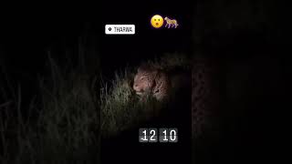 # tiger flotig the grass😲😲 this is very scarry#tand#tranding#viral trending #viraltrending video😲😲😲🤨