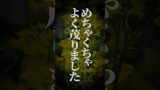 【 推し活 】学校の花壇を意図せず侵略し、歴史を作ったリスナーの母 【 篠宮ゆの / すぷれあ / にじさんじ 】