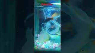 BABY SHARK | #fish_ lipsing