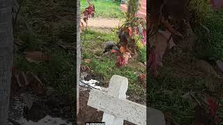 Peacock #entertainment #music #subscribe #support #share #shorts #shortsviral #shortsvideo