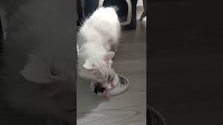 Cat:Dot’t touch my baby. #funny #cats #cat #animals #pets #pet #cute #animal #baby