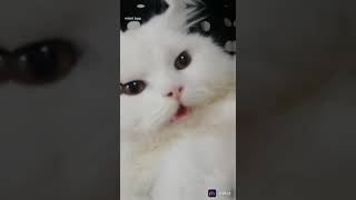 #cute