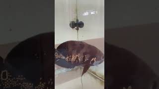 3years old oscar and 6months  old flowerhorn