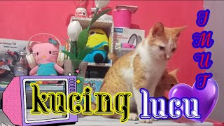 😭kucing ganteng ku ketabrak mobil 😭
