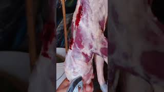 How to skin a raccoon