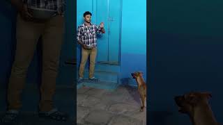 Socializing Jacky - The Kombai & teaching him patience