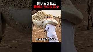 飼い主を見た動物たちの反応