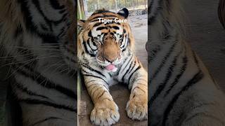 Tiger Core #animalshorts #cute #animal #tiger