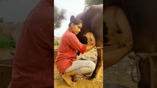 My village life..#villagelifestyle #villagelife #farming #dairyherd#hardwork #motivation#motivation