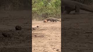 Komodo dragon 😅🐉 #shortsvideo #shorts