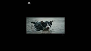 Cat😭 #animalstory #cat #catrescue #catvideos #cats #animalstory