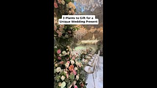 3 Plants to Gift for a Unique Wedding Present #shorts