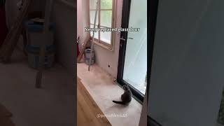 Cat can’t see it 😾🤣#cat #funnyanimal #funny #funnycat #funnyvideo #funnypet