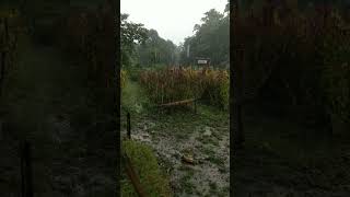 it rained while We were visiting a flower farm in a countryside... #flowers #flowerfarm #rain