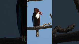 "When Beauty Meets Precision – The Secret Life of Kingfishers 😍🐦⚡"