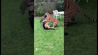 Tiger vs Cat Fight! 🐯🐱 | Tiny Cat Stands Up to a Tiger!
