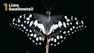 Top 5 Butterflies of India - 4K Video