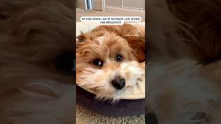 My dog’s reaction when I’m 59 seconds late giving him breakfast! #funny #cutepuppy #dog #cutedog