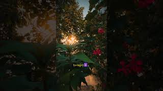 #Film#cinematic #cinematicvibes #sunset #cenimatography #life #naturecinematic #music