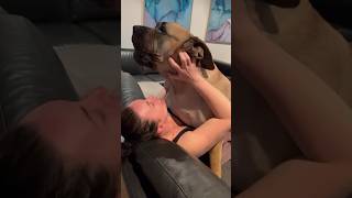 Big Boerboel はママの歌が大好き #boerboel #shortsbeta #shorts