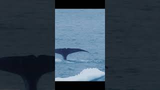 Greenland Ice Majesty: Epic Glacial Adventure in 4K